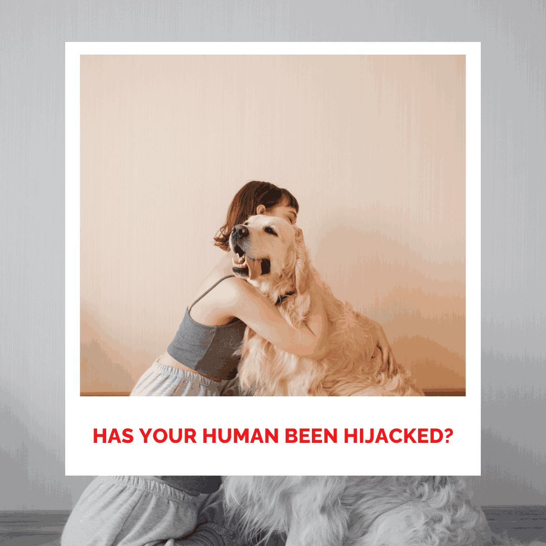 Woman hugging a large golden retriever dog, promoting healing and compassion.