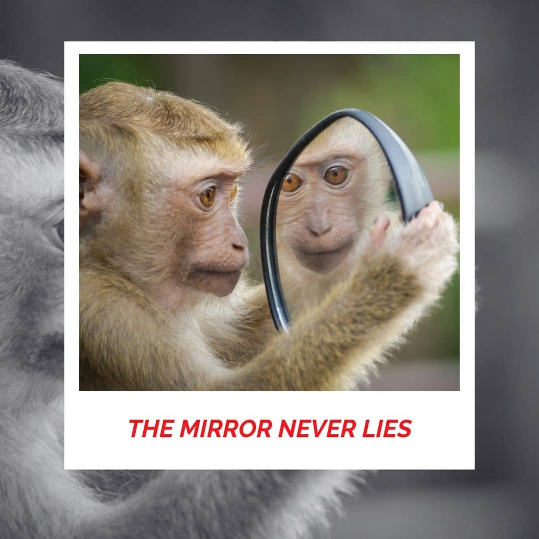 Curious monkey looking at its reflection in a mirror, exploring self-awareness.